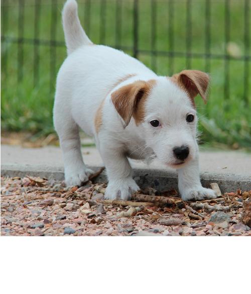  Jack Russell Terrier cachorros