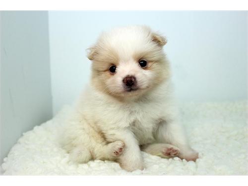Conoce poco Kobi. Más lindo de 8 semanas de edad Pomerania cachorro ya está disponible en cachorros Urbanos. Él es tan pequeño y lindo que es difícil de dejar él! Su piel suave que le hace tan tierno y cálido, que es el tamaño perfecto de viaje