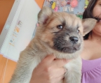 Hermoso cachorro chow chow papas a la vista se entrega vacunado y desparasitado dos meses y medio de edad