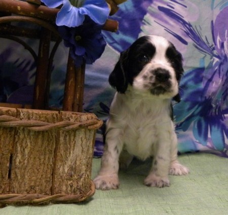 Cachorros Cocker Spaniel!!
<br>
<br>Son lindo paquetito de alegría. Son el gran compañero y le encanta estar con su persona favorita. Son muy entrenables y ya sabe estancia y \′siéntate\′. Se domesticado y cajón entrenado y anda bien con la correa, aunque harán algunos cuando emocionado. Ellos le encanta el agua y disfrutaría siendo a lo largo de paseos en el verano.