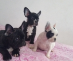 Cachorros bulldog francés 2 hembras y dos  machos.color pied y blinder .vacunados y desparasitados . entrega personales en Estados colindantes a Puebla 