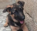 Cachorra de pastor alemán, nieta del mejor perro del mundo 2021 Mondo di Casa Palomba, desparasitada y vacunada de acuerdo a su edad cuenta con 3 meses de edad.