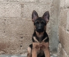 Cachorro de pastor alemán,  $4,000.
<br>
<br>   Desparasitado y vacunado de acuerdo a su edad, color negro/bronce, de 3 meses de edad buena genetica.
