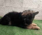 Cachorro de PASTOR alemán de pelo largo $5000. 
<br>
<br>Buena genética, cuenta con 2.5 meses de edad, desparasitado y vacunado de acuerdo a su edad.