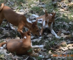 Cachorros de raza africana llamada Basenji de cuatro meses de edad; vacunados y desparasitados...Disponibles 3 machos y 2 hembras con pelaje de color colorado con blanco...No adopción...Informes al 4431710415