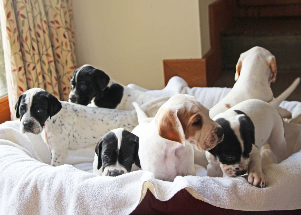 6 cachorros Pointer Inglés (blanco blanco y negro, naranja y) muy bien marcados, KC registrado de un club de la perrera Asegurado Criador