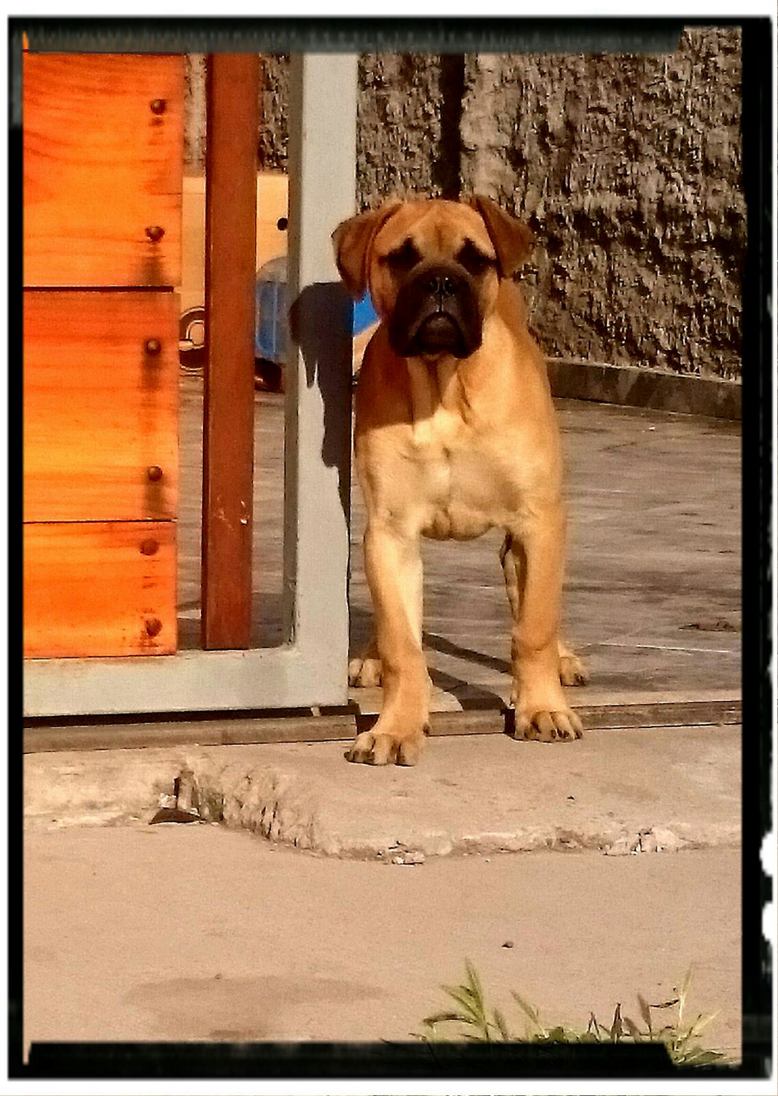 Perros Bullmastif en venta en Mexico