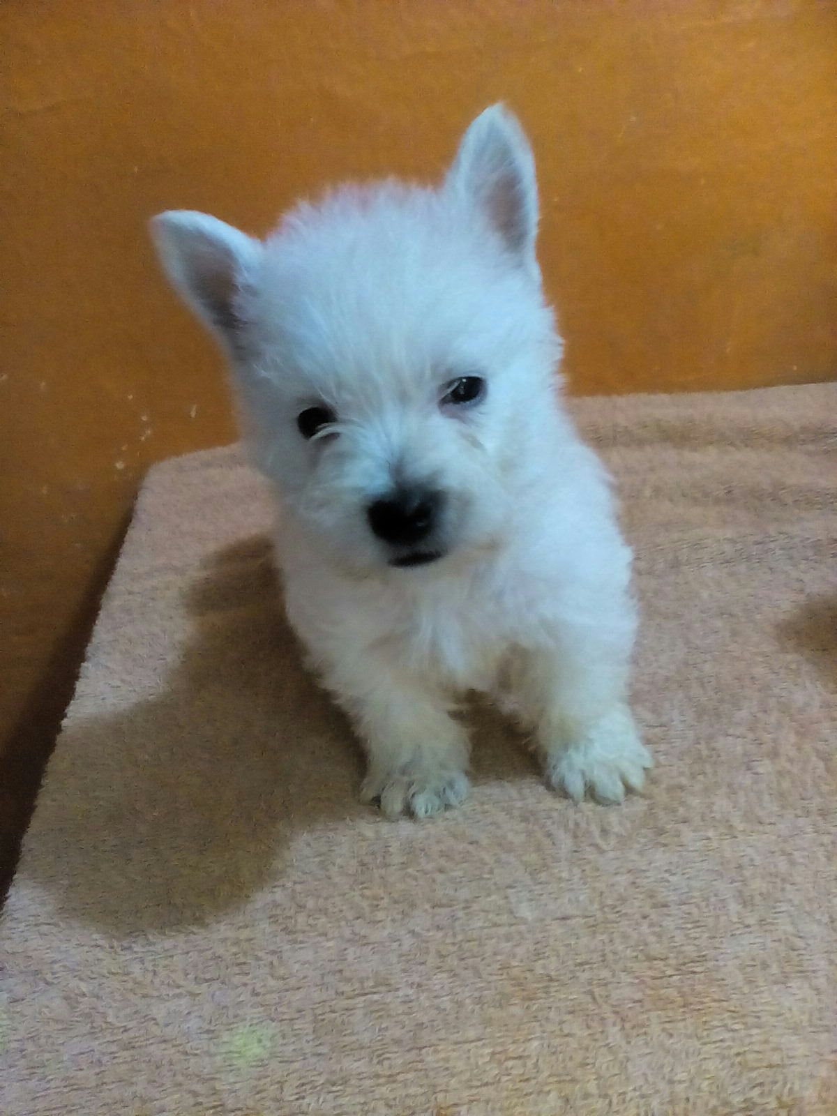 Perros West Highland White Terrier en Mexico