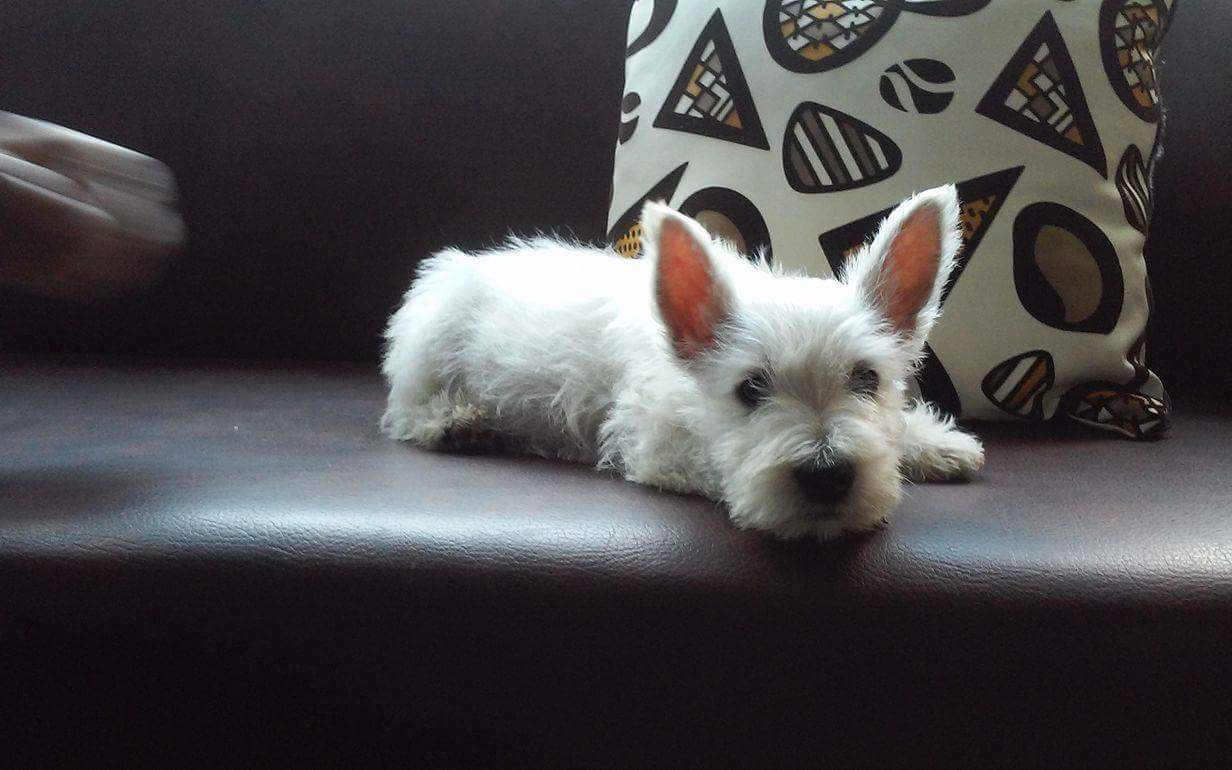 Perros West Highland White Terrier en Mexico