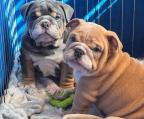 3 Cachorros exóticos de Bulldog Inglés... 
<br>
<br>Me encuentro al sur de la CDMX, muy cerca del metro Portales