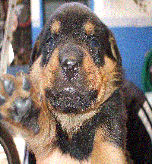 Cachorros Rottweiler Imponenetes,molosos,cabezones 