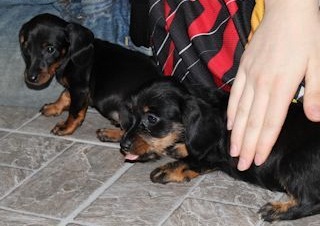 
Precio Dachshund...........<strong>        $18,500.00  A   $25,000.00    (dependiendo del tamaño y color)</strong> <br><br>


100% pura raza, registrados todos los papeles en regla se envian a cualquier parte de la Republica.<br><br> 

<li>Contrato de compraventa<br><br></li>


<li>Seguro de vida gratuito por escrito de 5 años que cubre muerte en caso de cuestiones virales</li>
<br><br>

<li>Garantía de Pureza Racial<br><br></li>

<li>Certificado de registro inicial que extiende la Federación Canófila Mexicana donde los cachorros se entregan con tatuaje y microchip</li>

