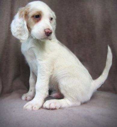 Cachorros de pura raza Setter Inglés
<br> Los espolones eliminado , desparasitados , y tenía los primeros disparos . Vienen con una garantía de salud por escrito y pueden estar registrados en el FDSB . Estamos dispuestos
<br>para el envío , pero el comprador debe pagar los gastos de envío asociados. Gracias por mirar!
<br>