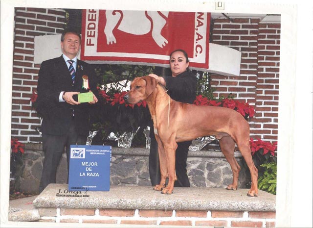 Cachorros calidad mascota en 6 mil y cálidad exposiciones en 9 mil. Padre importado de usa. Se entregan con pedigree internacional