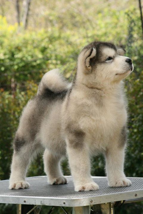 Alaskan Malamute Pedigree Internacional