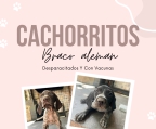 BRACO ALEMAN PELO CORTO
<br>2 Meses
<br>Hembras
<br>Vacunadas y desparacitadas
<br>Negra y Café
<br>
<br>FOTOS POR INBOX O WHATSAPP
<br>4771429595