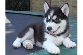 
Precio Siberian husky...........<strong>            $18,500.00  A  $22,000.00  (dependiendo del color)</strong> <br><br>


100% pura raza, registrados todos los papeles en regla se envian a cualquier parte de la Republica.<br><br> 

<li>Contrato de compraventa<br><br></li>


<li>Seguro de vida gratuito por escrito de 5 años que cubre muerte en caso de cuestiones virales</li>
<br><br>

<li>Garantía de Pureza Racial<br><br></li>

<li>Certificado de registro inicial que extiende la Federación Canófila Mexicana donde los cachorros se entregan con tatuaje y microchip</li>


