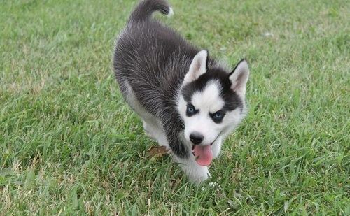 
Precio Siberian husky...........<strong>            $18,500.00  A  $22,000.00  (dependiendo del color)</strong> <br><br>


100% pura raza, registrados todos los papeles en regla se envian a cualquier parte de la Republica.<br><br> 

<li>Contrato de compraventa<br><br></li>


<li>Seguro de vida gratuito por escrito de 5 años que cubre muerte en caso de cuestiones virales</li>
<br><br>

<li>Garantía de Pureza Racial<br><br></li>

<li>Certificado de registro inicial que extiende la Federación Canófila Mexicana donde los cachorros se entregan con tatuaje y microchip</li>

