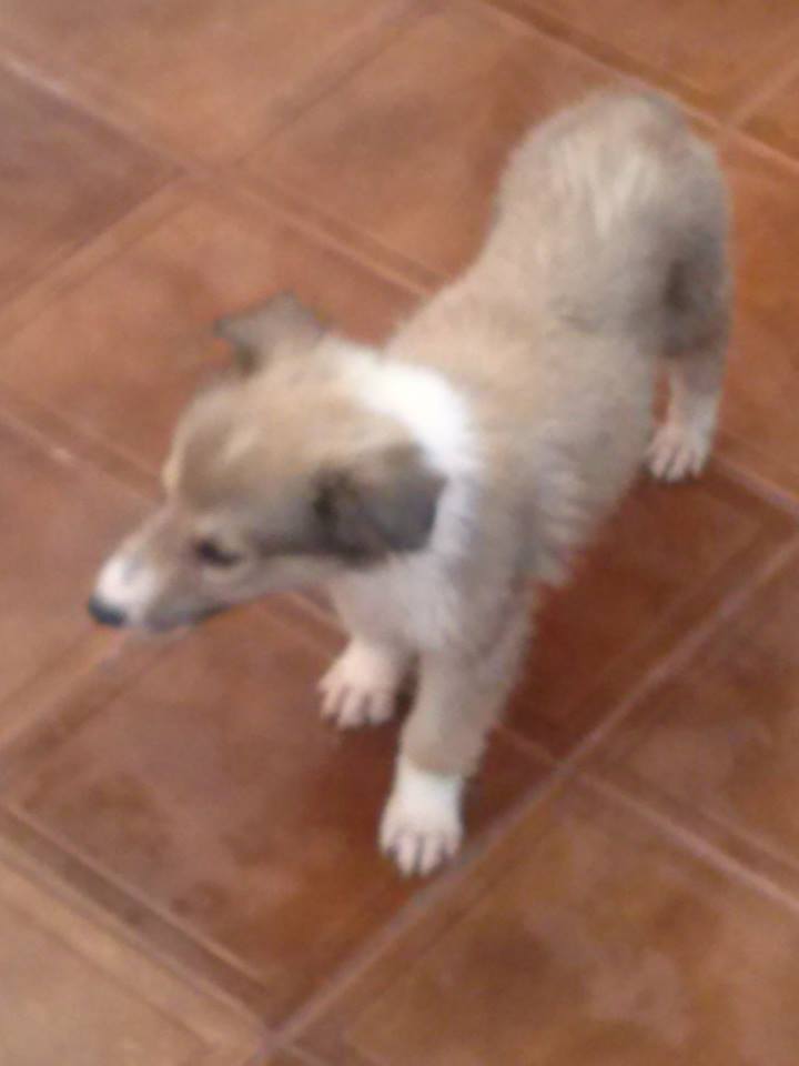CACHORROS COLLIE (LASSIE) NACIDOS EL 31/05/2013