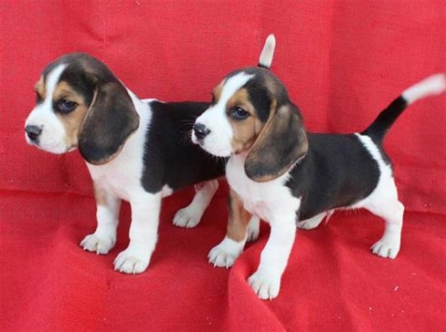 
Precio Beagle...........<strong>$16,500.00</strong> <br><br>

100% pura raza, registrados todos los papeles en regla se envian a cualquier parte de la Republica.<br><br> 

<li>Contrato de compraventa<br><br></li>


<li>Seguro de vida gratuito por escrito de 5 años que cubre muerte en caso de cuestiones virales</li>
<br><br>

<li>Garantía de Pureza Racial<br><br></li>


<li>Certificado de registro inicial que extiende la Federación Canófila Mexicana donde los cachorros se entregan con tatuaje y microchip<br><br></li>

