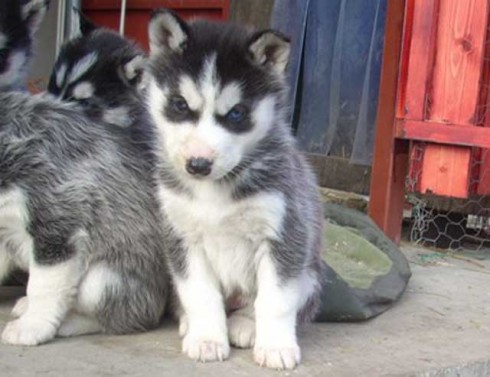 
Precio Siberian husky...........<strong>            $18,500.00  A  $22,000.00  (dependiendo del color)</strong> <br><br>


100% pura raza, registrados todos los papeles en regla se envian a cualquier parte de la Republica.<br><br> 

<li>Contrato de compraventa<br><br></li>


<li>Seguro de vida gratuito por escrito de 5 años que cubre muerte en caso de cuestiones virales</li>
<br><br>

<li>Garantía de Pureza Racial<br><br></li>

<li>Certificado de registro inicial que extiende la Federación Canófila Mexicana donde los cachorros se entregan con tatuaje y microchip</li>

