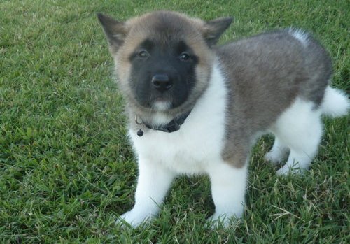 Impresionante y maravilloso Akita cachorro