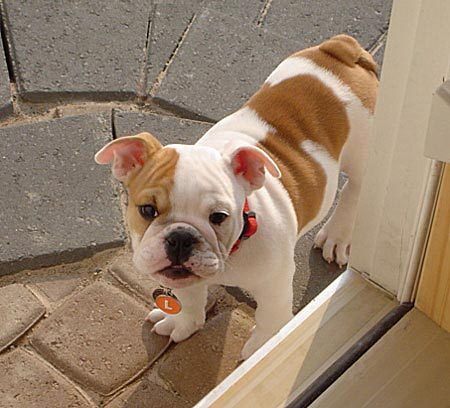 
Precio Bulldog...........<strong>   $35,000.00  A   $60,000.00    (dependiendo la calidad)</strong> <br><br>


100% pura raza, registrados todos los papeles en regla se envian a cualquier parte de la Republica.<br><br> 

<li>Contrato de compraventa<br><br></li>


<li>Seguro de vida gratuito por escrito de 5 años que cubre muerte en caso de cuestiones virales</li>
<br><br>

<li>Garantía de Pureza Racial<br><br></li>

<li>Certificado de registro inicial que extiende la Federación Canófila Mexicana donde los cachorros se entregan con tatuaje y microchip</li>

