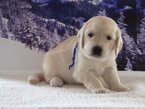 
Precio Golden Retriever...........<strong>             $15,500.00</strong> <br><br>


100% pura raza, registrados todos los papeles en regla se envian a cualquier parte de la Republica.<br><br> 

<li>Contrato de compraventa<br><br></li>


<li>Seguro de vida gratuito por escrito de 5 años que cubre muerte en caso de cuestiones virales</li>
<br><br>

<li>Garantía de Pureza Racial<br><br></li>

<li>Certificado de registro inicial que extiende la Federación Canófila Mexicana donde los cachorros se entregan con tatuaje y microchip</li>

