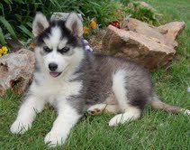 
Precio Siberian husky...........<strong>            $18,500.00  A  $22,000.00  (dependiendo del color)</strong> <br><br>


100% pura raza, registrados todos los papeles en regla se envian a cualquier parte de la Republica.<br><br> 

<li>Contrato de compraventa<br><br></li>


<li>Seguro de vida gratuito por escrito de 5 años que cubre muerte en caso de cuestiones virales</li>
<br><br>

<li>Garantía de Pureza Racial<br><br></li>

<li>Certificado de registro inicial que extiende la Federación Canófila Mexicana donde los cachorros se entregan con tatuaje y microchip</li>

