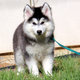 
Precio Siberian husky...........<strong>            $18,500.00  A  $22,000.00  (dependiendo del color)</strong> <br><br>


100% pura raza, registrados todos los papeles en regla se envian a cualquier parte de la Republica.<br><br> 

<li>Contrato de compraventa<br><br></li>


<li>Seguro de vida gratuito por escrito de 5 años que cubre muerte en caso de cuestiones virales</li>
<br><br>

<li>Garantía de Pureza Racial<br><br></li>

<li>Certificado de registro inicial que extiende la Federación Canófila Mexicana donde los cachorros se entregan con tatuaje y microchip</li>

