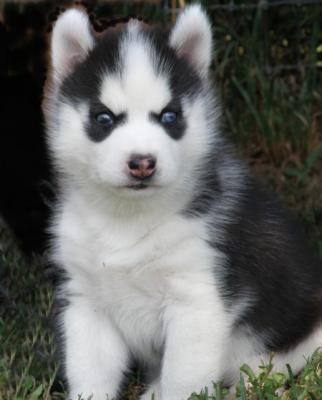 
Precio Siberian husky...........<strong>            $18,500.00  A  $22,000.00  (dependiendo del color)</strong> <br><br>


100% pura raza, registrados todos los papeles en regla se envian a cualquier parte de la Republica.<br><br> 

<li>Contrato de compraventa<br><br></li>


<li>Seguro de vida gratuito por escrito de 5 años que cubre muerte en caso de cuestiones virales</li>
<br><br>

<li>Garantía de Pureza Racial<br><br></li>

<li>Certificado de registro inicial que extiende la Federación Canófila Mexicana donde los cachorros se entregan con tatuaje y microchip</li>

