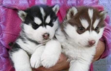 
Precio Siberian husky...........<strong>            $18,500.00  A  $22,000.00  (dependiendo del color)</strong> <br><br>


100% pura raza, registrados todos los papeles en regla se envian a cualquier parte de la Republica.<br><br> 

<li>Contrato de compraventa<br><br></li>


<li>Seguro de vida gratuito por escrito de 5 años que cubre muerte en caso de cuestiones virales</li>
<br><br>

<li>Garantía de Pureza Racial<br><br></li>

<li>Certificado de registro inicial que extiende la Federación Canófila Mexicana donde los cachorros se entregan con tatuaje y microchip</li>

