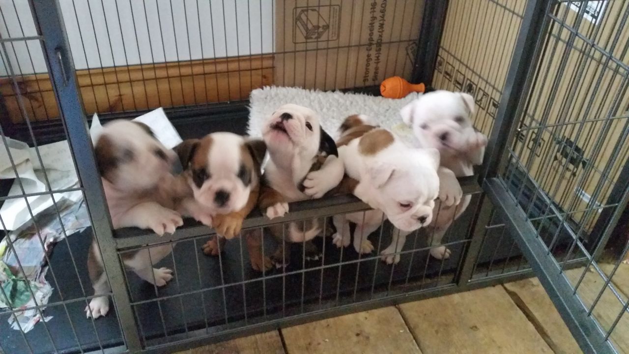  8 Bulldog Inglés cachorros para adopcion