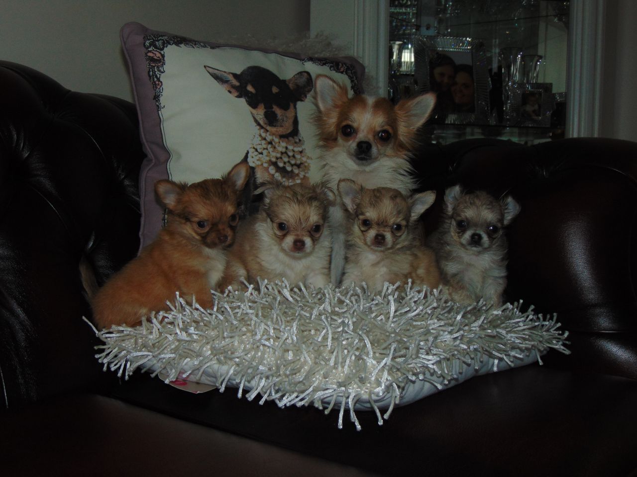 Impresionante Kc registrada Excelente Pedigree 3 Girls 1 Boy cachorros chihuahua