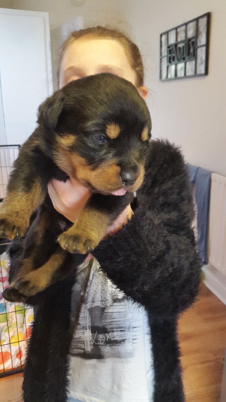 Venta de Rottweiler en México