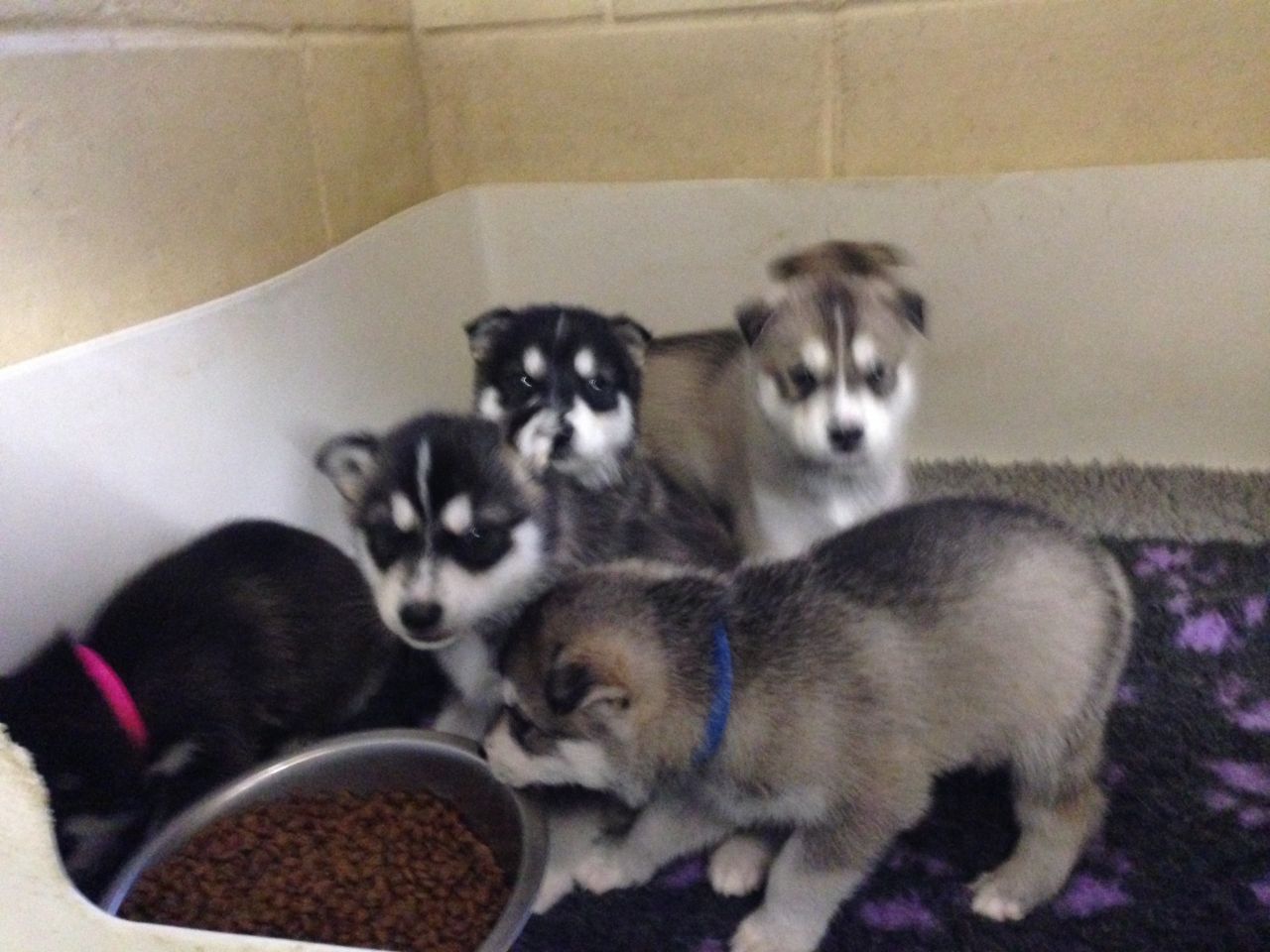 
Precio Siberian husky...........<strong>            $18,500.00  A  $22,000.00  (dependiendo del color)</strong> <br><br>


100% pura raza, registrados todos los papeles en regla se envian a cualquier parte de la Republica.<br><br> 

<li>Contrato de compraventa<br><br></li>


<li>Seguro de vida gratuito por escrito de 5 años que cubre muerte en caso de cuestiones virales</li>
<br><br>

<li>Garantía de Pureza Racial<br><br></li>

<li>Certificado de registro inicial que extiende la Federación Canófila Mexicana donde los cachorros se entregan con tatuaje y microchip</li>

