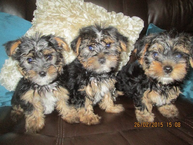 
Precio Yorkshire Terrier...........<strong>$18,000.00   A   $25,000.00  (dependiendo del tamaño, sexo, color y calidad)</strong> <br><br>


100% pura raza, registrados todos los papeles en regla se envian a cualquier parte de la Republica.<br><br> 

<li>Contrato de compraventa<br><br></li>


<li>Seguro de vida gratuito por escrito de 5 años que cubre muerte en caso de cuestiones virales</li>
<br><br>

<li>Garantía de Pureza Racial<br><br></li>

<li>Certificado de registro inicial que extiende la Federación Canófila Mexicana donde los cachorros se entregan con tatuaje y microchip</li>

