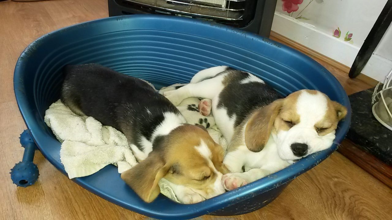  Los cachorros Beagle 