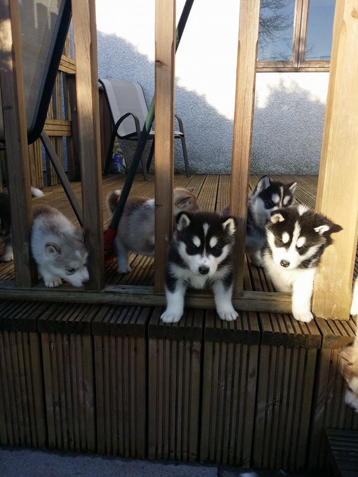 
Precio ALASKAN MALAMUTE...........<strong>$18,500.00</strong> <br><br>

100% pura raza, registrados todos los papeles en regla se envian a cualquier parte de la Republica.<br><br> 

<li>Contrato de compraventa<br><br></li>


<li>Seguro de vida gratuito por escrito de 5 años que cubre muerte en caso de cuestiones virales</li>
<br><br>

<li>Garantía de Pureza Racial<br><br></li>


<li>Certificado de registro inicial que extiende la Federación Canófila Mexicana donde los cachorros se entregan con tatuaje y microchip<br><br></li>

