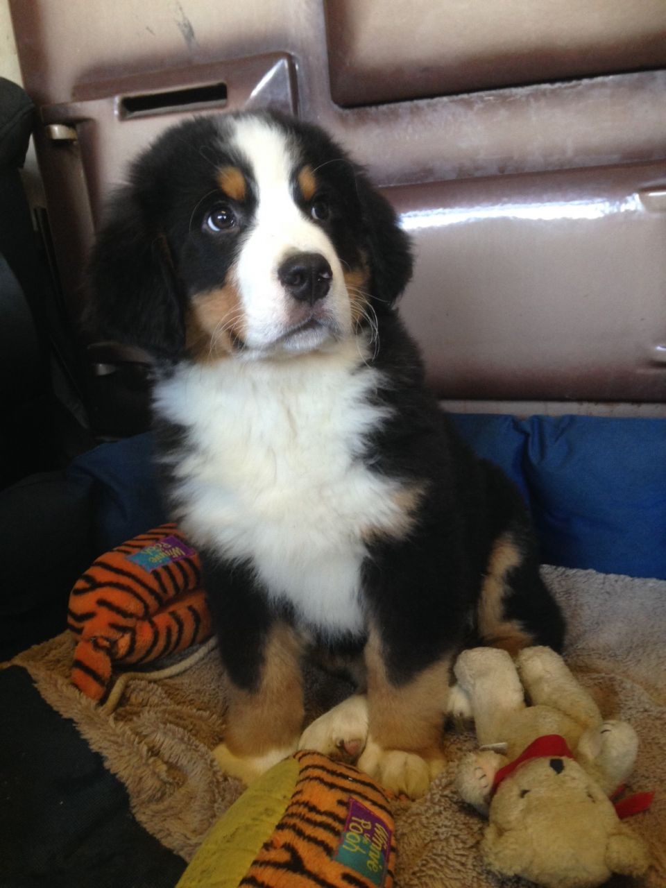 Tenemos cuatro hermosos cachorros de Berna para la venta, tres niños y una niña disponibles para ir a sus nuevos hogares ahora. Ellos han tenido su primera vacunación y veterinario comprobado y están desparasitados regularmente. Todos ellos son de la hermosa naturaleza y sus padres son mascotas de la familia.