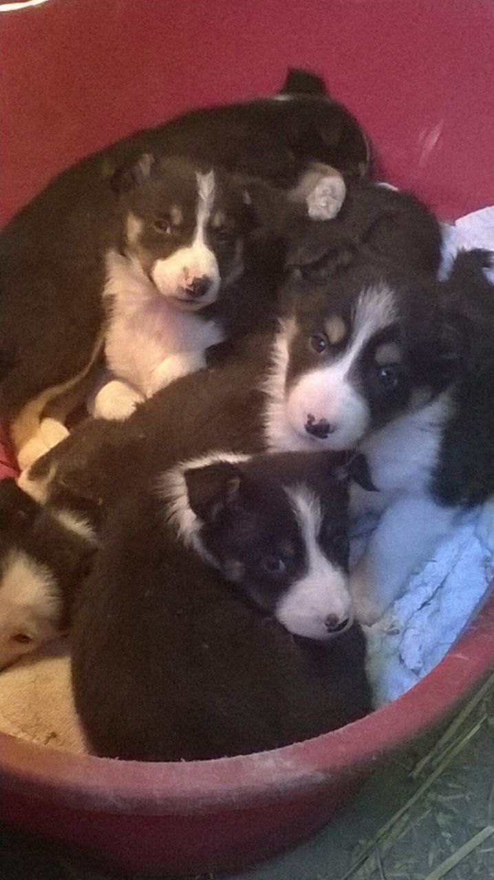  Los cachorros Border Collie 