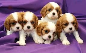 Cavalier King Charles Blenheim Kc registrado