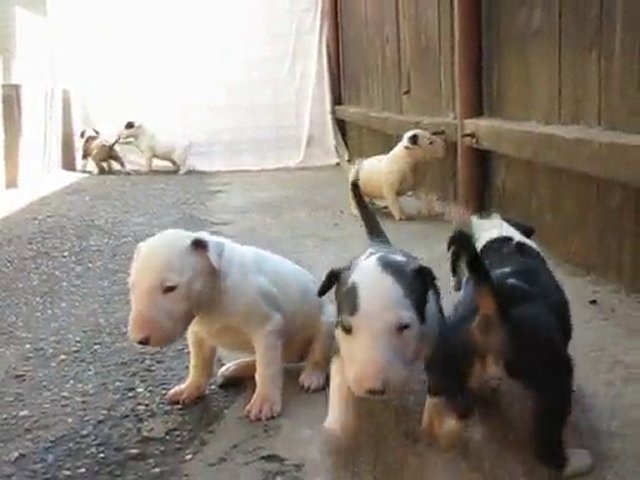 2 Impresionantes pendientes cachorros Inglés Bullterrier