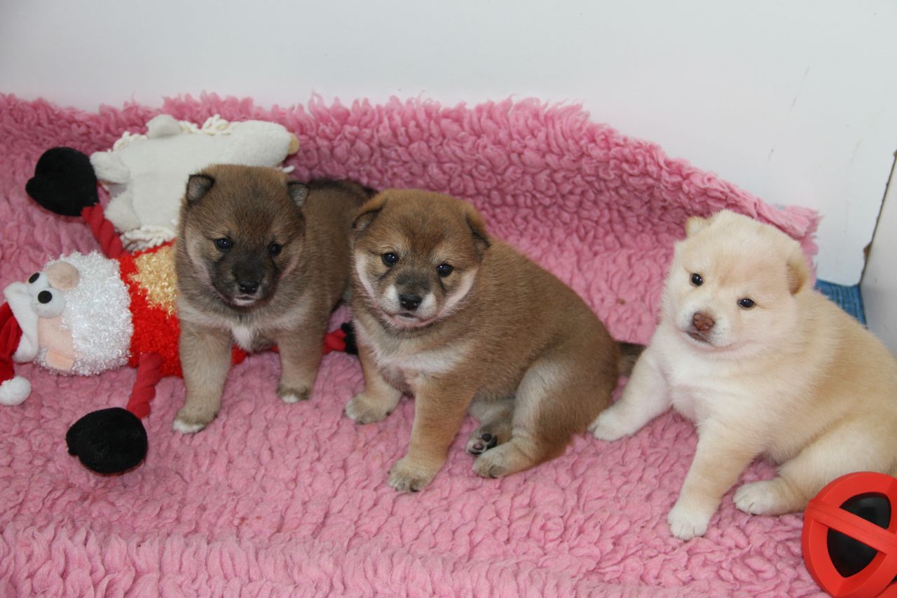 Los cachorros de Calidad japonés Shiba Inu disponibles