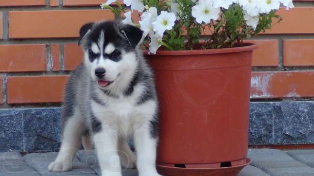 
Precio Siberian husky...........<strong>            $18,500.00  A  $22,000.00  (dependiendo del color)</strong> <br><br>


100% pura raza, registrados todos los papeles en regla se envian a cualquier parte de la Republica.<br><br> 

<li>Contrato de compraventa<br><br></li>


<li>Seguro de vida gratuito por escrito de 5 años que cubre muerte en caso de cuestiones virales</li>
<br><br>

<li>Garantía de Pureza Racial<br><br></li>

<li>Certificado de registro inicial que extiende la Federación Canófila Mexicana donde los cachorros se entregan con tatuaje y microchip</li>

