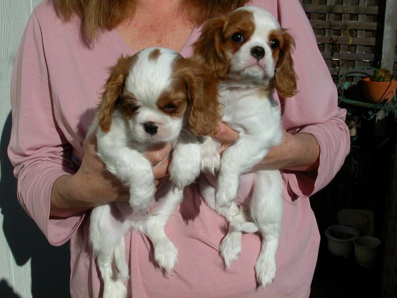Estamos en busca de buen hogar es para estos dos hombres y mujeres cachorros Cavalier King Charles Spaniel
<br>son hermosos, tienen todos sus papeles cheque del veterinario, así que si os tenéis amor y el cuidado de estos bebés en contacto conmigo de nuevo.
<br>
<br>
<br>