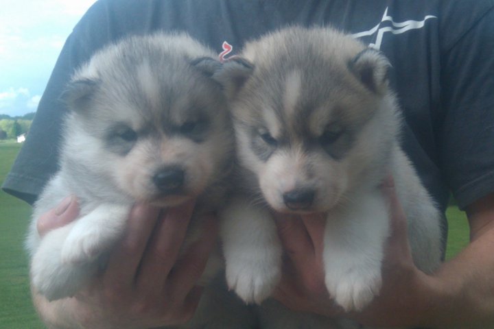 
Precio Siberian husky...........<strong>            $18,500.00  A  $22,000.00  (dependiendo del color)</strong> <br><br>


100% pura raza, registrados todos los papeles en regla se envian a cualquier parte de la Republica.<br><br> 

<li>Contrato de compraventa<br><br></li>


<li>Seguro de vida gratuito por escrito de 5 años que cubre muerte en caso de cuestiones virales</li>
<br><br>

<li>Garantía de Pureza Racial<br><br></li>

<li>Certificado de registro inicial que extiende la Federación Canófila Mexicana donde los cachorros se entregan con tatuaje y microchip</li>

