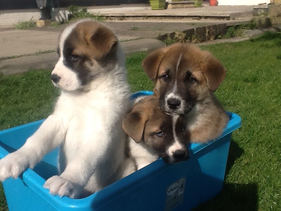 Cachorros Akita grandes para su aprobación
<br>
<br>LISTA AHORA.! BIG, Fuerte puppies.akita saliente sano / Inuit .mum y papá owned.4 grandes muchachos 0,1 chica fornida con una Eye.one azul de los muchachos tiene dos AZUL ojos.Muy FREINDLY AGRADABLE PUPS.ONE CUERPO PRINCIPALMENTE BLANCO cERVATILLO PATCHES.ONE negro con blanco CHEST.ONE cierva blanca SOX y TAIL.ONE oSCURO cERVATILLO bLANCO COLLAR, DOS aZUL EYES.Girl cuello blanco cervatillo oscura Uno azul eye.Fully destetado y desparasitados a date.Please observar estos paquetes lindos de la diversión Grow hasta ser grande Dogs.now poco más de 8 semanas de edad tan listo para Nueva primera clase homes.Short Vid disponible a través de correo electrónico.