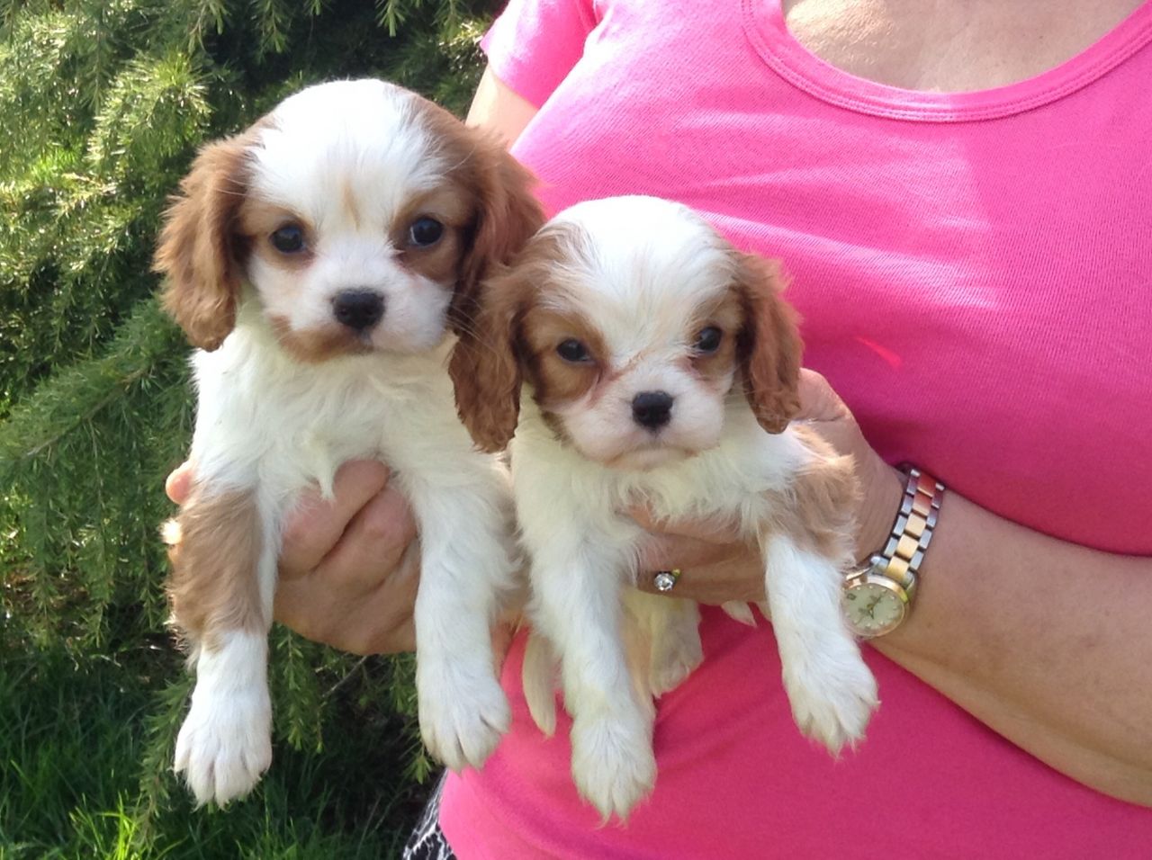 Hermosos cachorros Cavalier King Charles Spaniel
<br>
<br>
<br>  Hermosa tricolor pedigree y cachorros Blenheim Cavalier King Charles Spaniel. Chicos y chicas disponibles. Pequeños personajes fantásticos, muy cariñosos y juguetones. Mamá tiene una personalidad muy fácil que va, ella es amable con los niños. Papá es un hermoso Blenheim Cavalier que es un perro muy cariñoso.
<br>Listo para ir now.They han sido desparasitados cada 2 semanas y han sido tratadas de pulgas.