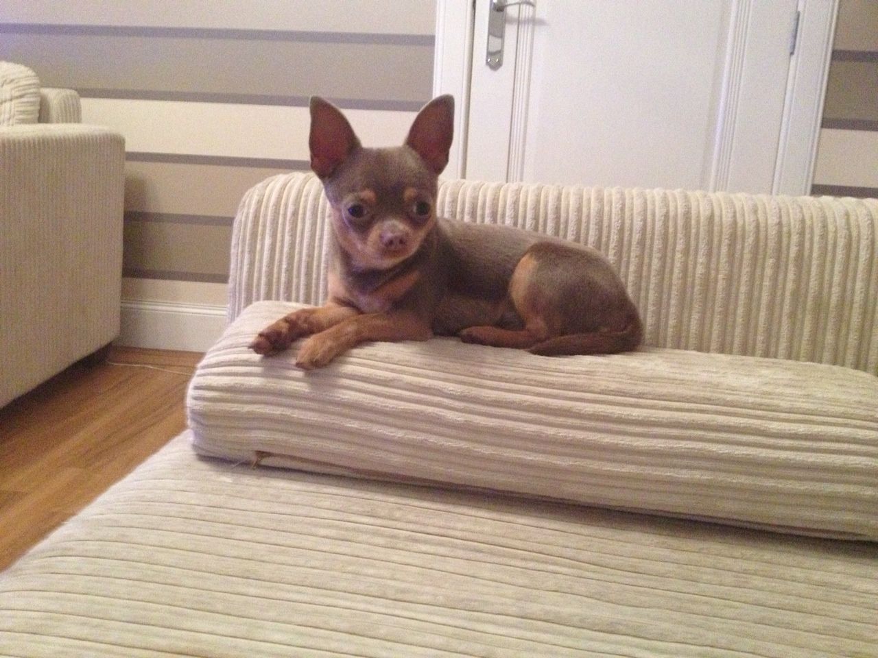 Hermosa Pedigree / Kc Reg Chihuahua